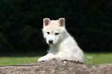 SIBERIAN HUSKY 1015